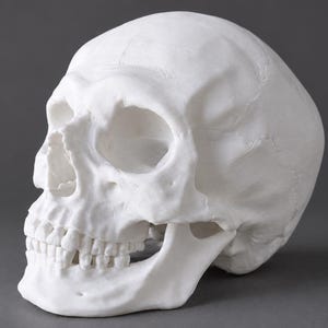 Op de afbeelding: Een wit menselijk schedelmodel met gedetailleerde anatomische structuren, waaronder de schedelkap, oogkassen, neusholte en een volledig gebit. De schedel is afgewerkt in een matte witte kleur, wat de natuurlijke contouren en textuur benadrukt.