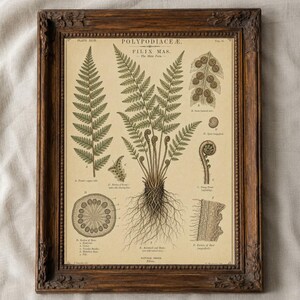 Studium anatomii paproci, grafika ścienna do druku, wiktoriański schemat naukowy, ilustracja botaniczna, pobieranie cyfrowe