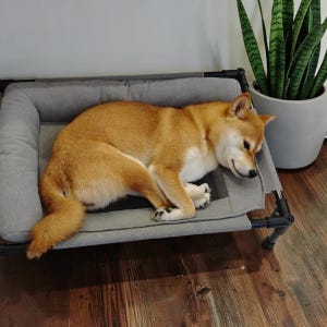 May include: A Shiba Inu dog with golden-brown fur curled up and sleeping on a rectangular, elevated pet bed. The bed features a gray fabric sleeping surface, a padded bolster frame, and a black metal support structure with four sturdy legs.