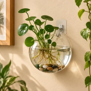 May include: A clear, spherical glass wall planter containing water, a green plant with round leaves, and a collection of smooth, multi-colored river stones at the base. The planter is suspended from a transparent adhesive hook on the wall.