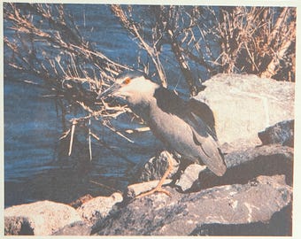 Black Crowned Night Heron 2 Color Riso Print