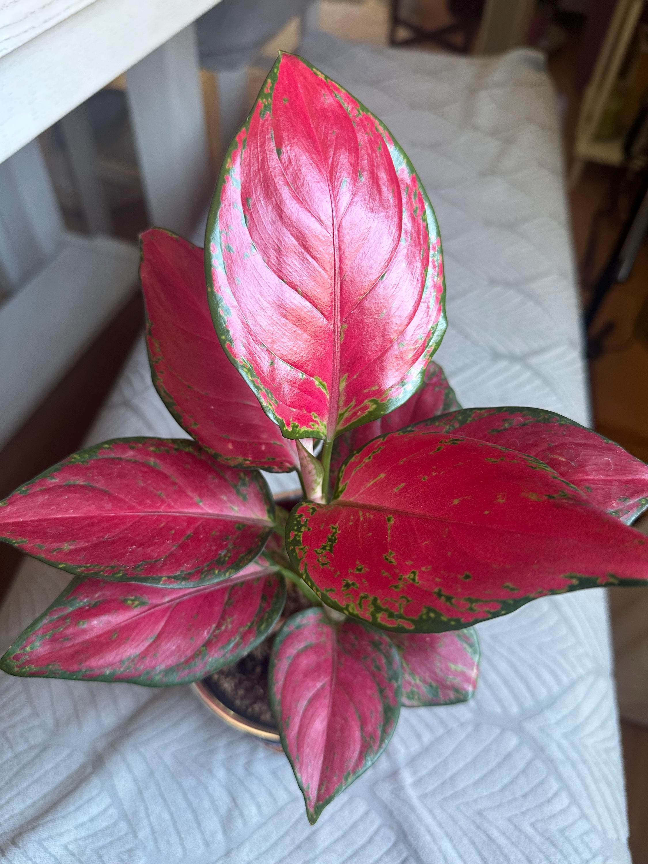 Aglaonema siam - Etsy 日本