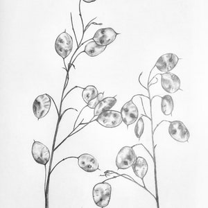 Original Botanical Art Honesty illustration Print. Botanical Pencil Drawings. Plant lover gift. Print of Original Art. Nature plant drawing