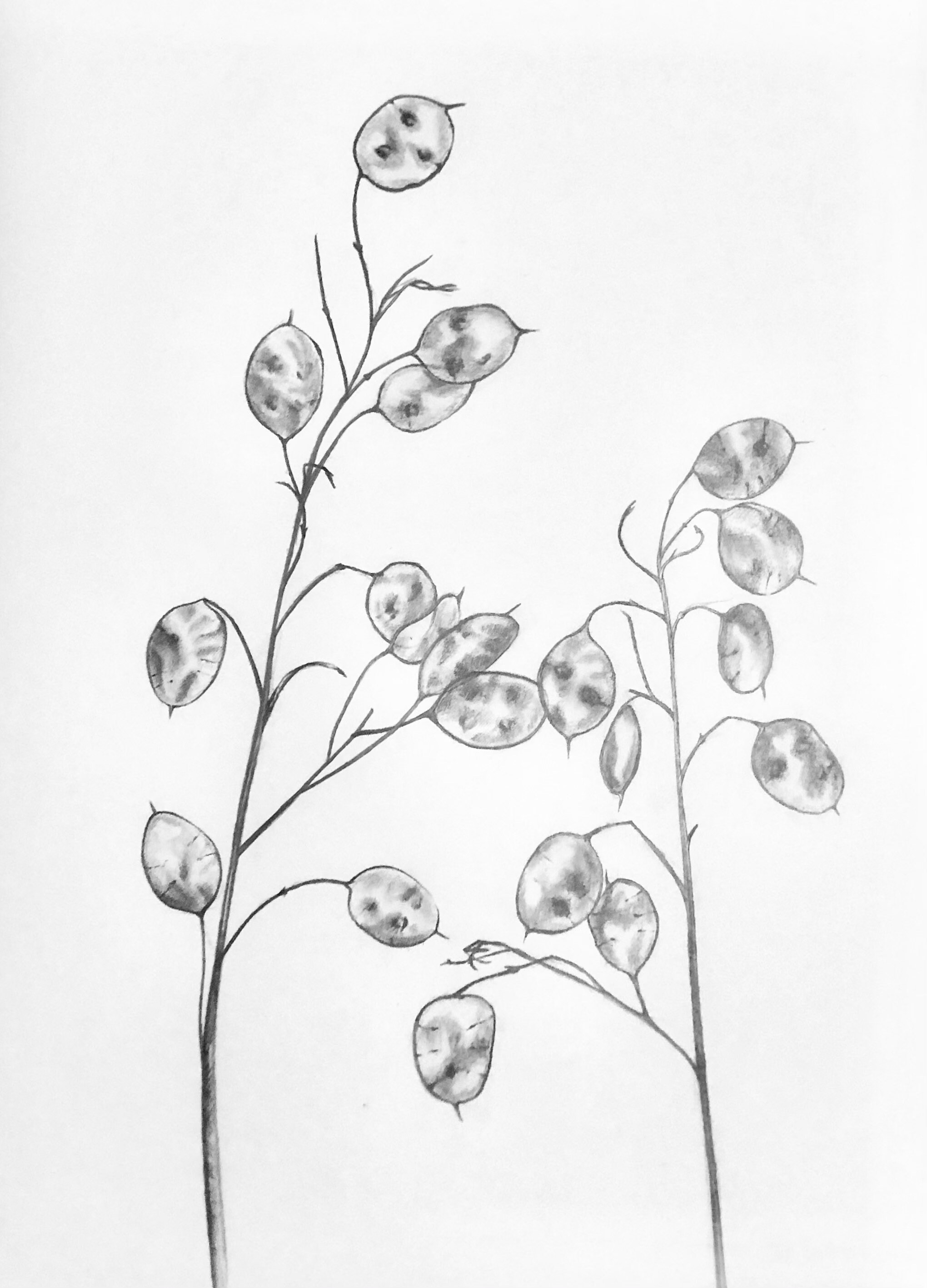 Ilustración original de Arte Botánico Honestidad. arte a - Etsy México Ilustración original de Arte Botánico Honestidad. arte a - Etsy México