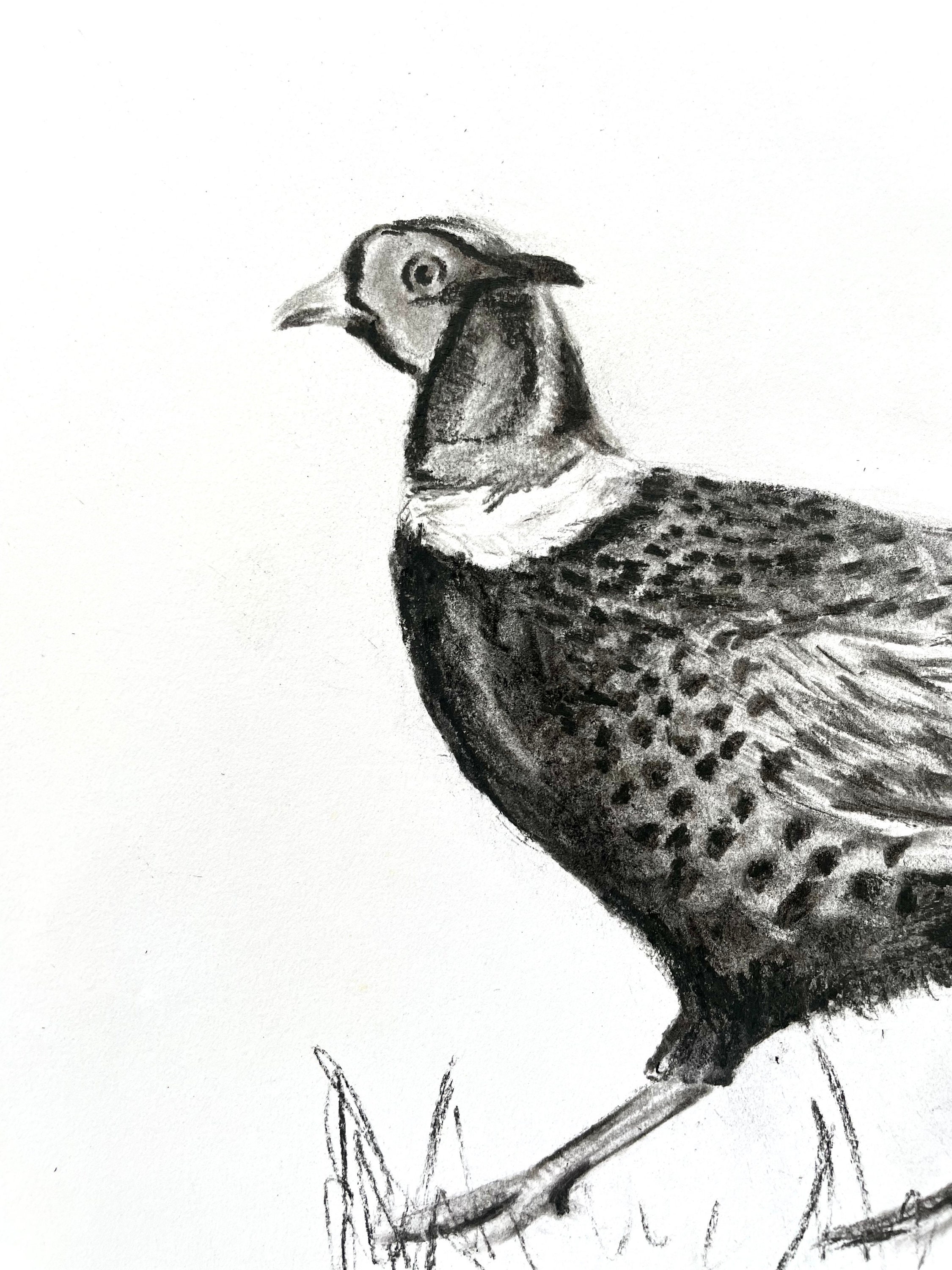 Pheasant Charcoal Original Art PRINT. Wildlife Sketch. Original Pheasant  Sketch. Farm Decor Art. Game Drawing, British Wildlife - Etsy