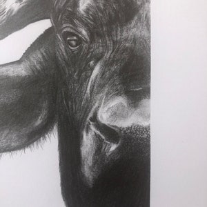 Original Buffalo drawing art, Bison, Buffalo, Abstract animal wall decor, Classic art, Modern decor, Nature wall art, Drawing. Ranch Farm