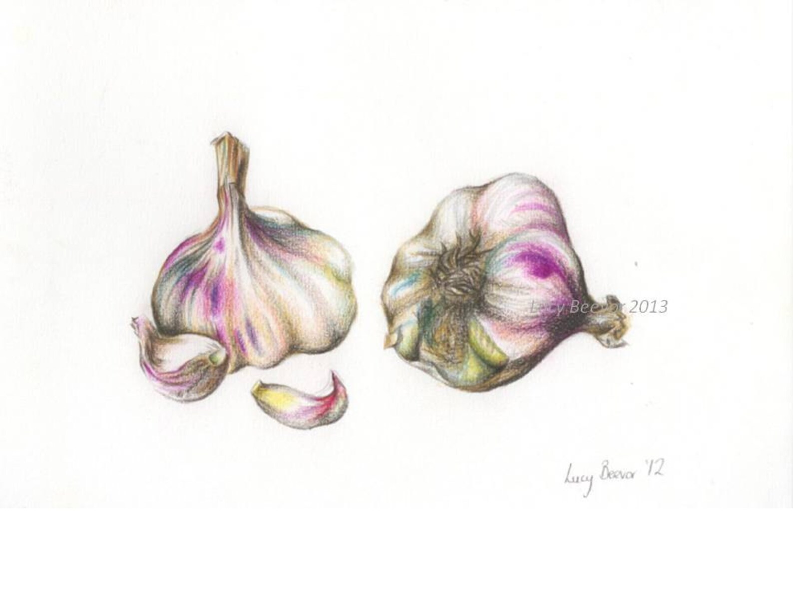 Garlic // Print of Colour Pencil Drawing Etsy