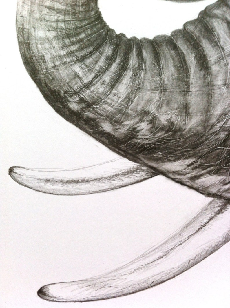 Print Baby Elephant Head Drawing in Graphite Etsy