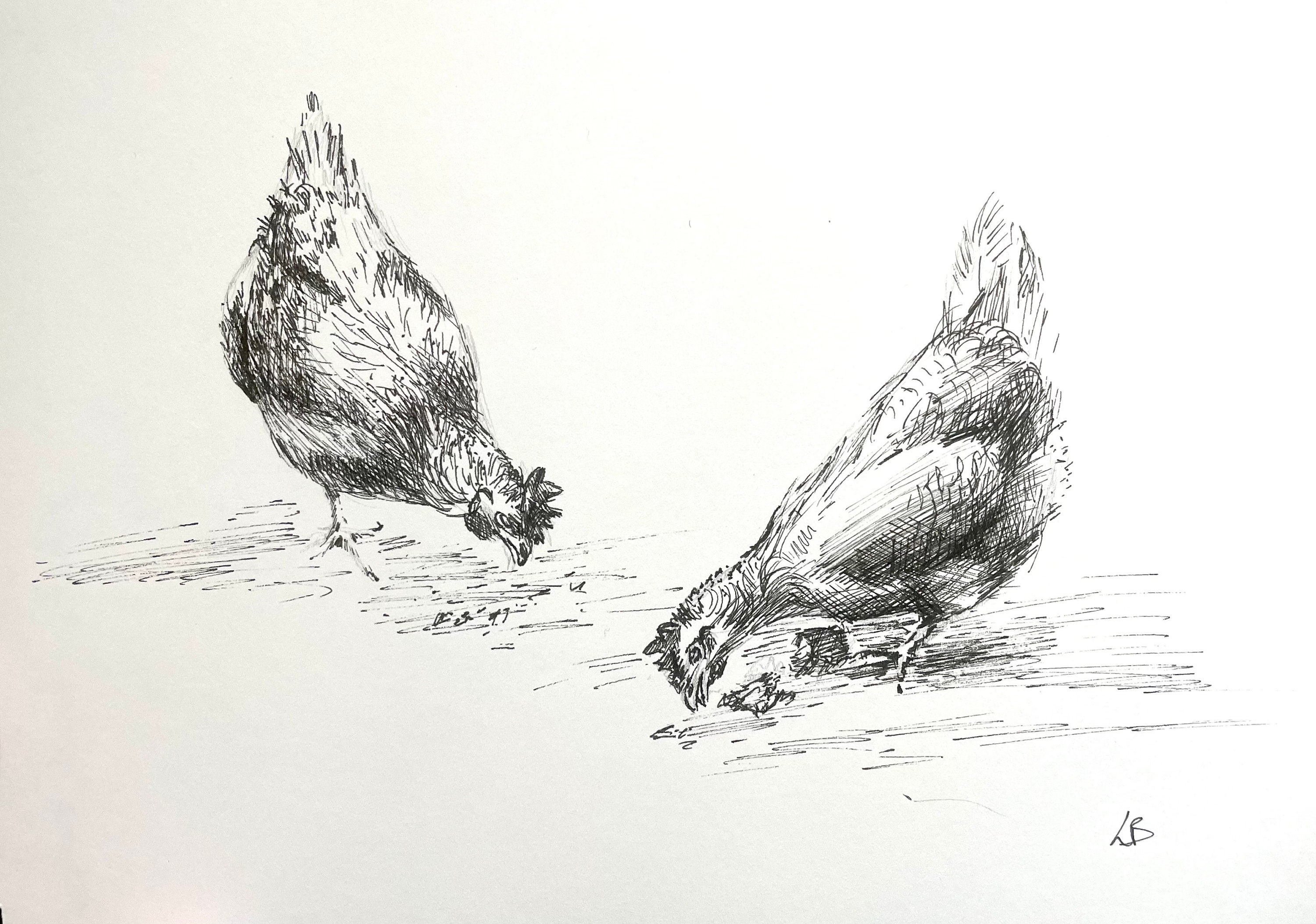 Chicken Shadow Ink Original Chicken Hen Ink Drawing, Farmhouse Decor Art - Etsy