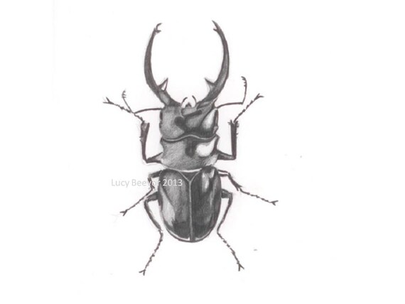 Stag Beetle Pencil Drawing Print. Wildlife Art Sketch. Insect Art Print.  Nature Beetle Wall Art. Original Art. Living Room Dining Room Art - Etsy