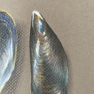 Muscle Shells Art Original Colour Pencil Drawing. Original Artwork ...