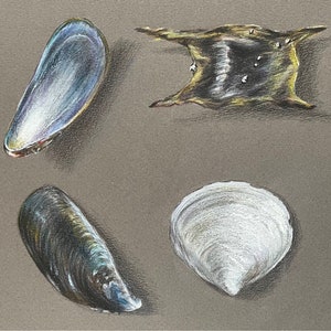 Muscle Shells Mermaid Purse Art Oryginalny rysunek ołówkiem w kolorze. Oryginalne dzieło sztuki. Coast Seaside art. Coastal shell sea art illustration