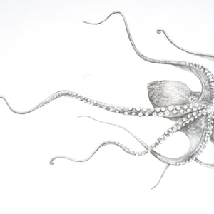 Octopus illustration. Print of Pencil Drawing. Original black and white animal art. Octopus print. Nature artwork. Black And white art