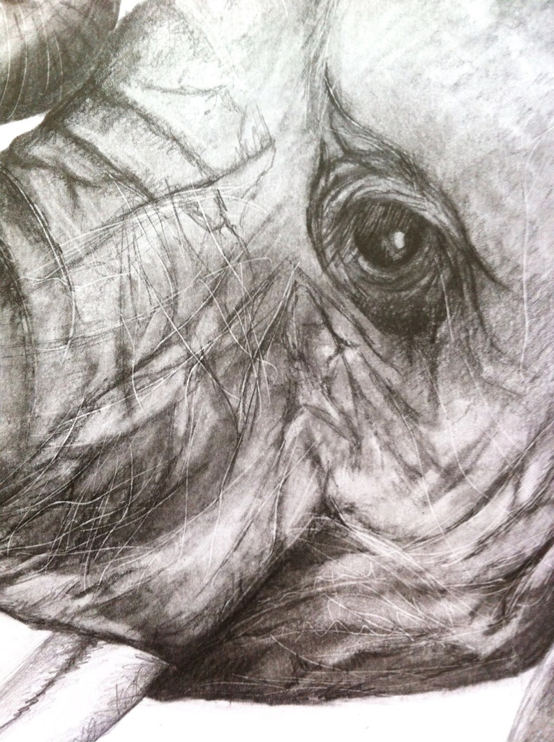Print Baby Elephant Head Drawing in Graphite Etsy