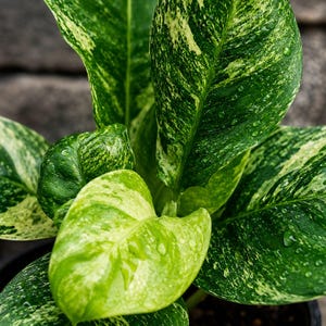 Rhaphidophora puberula variegated - Etsy 日本