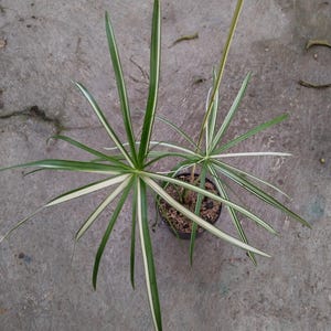 Könnte beinhalten: Eine getopfte Cyperus alternifolius, bekannt als Zyperngras, mit langen, schmalen grünen Blättern mit weiß panaschierten Rändern, die strahlenförmig von der Mitte jedes Stängels ausgehen und in einem kleinen dunklen Topf mit Erde stehen.