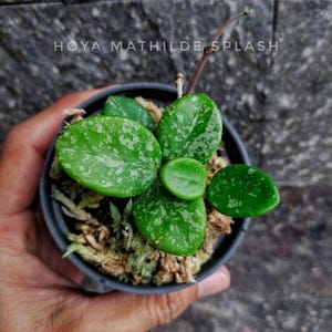 Rooted Hoya Cutting | Mathilde Splash Live Plant | Silver Flecked Collector Houseplant