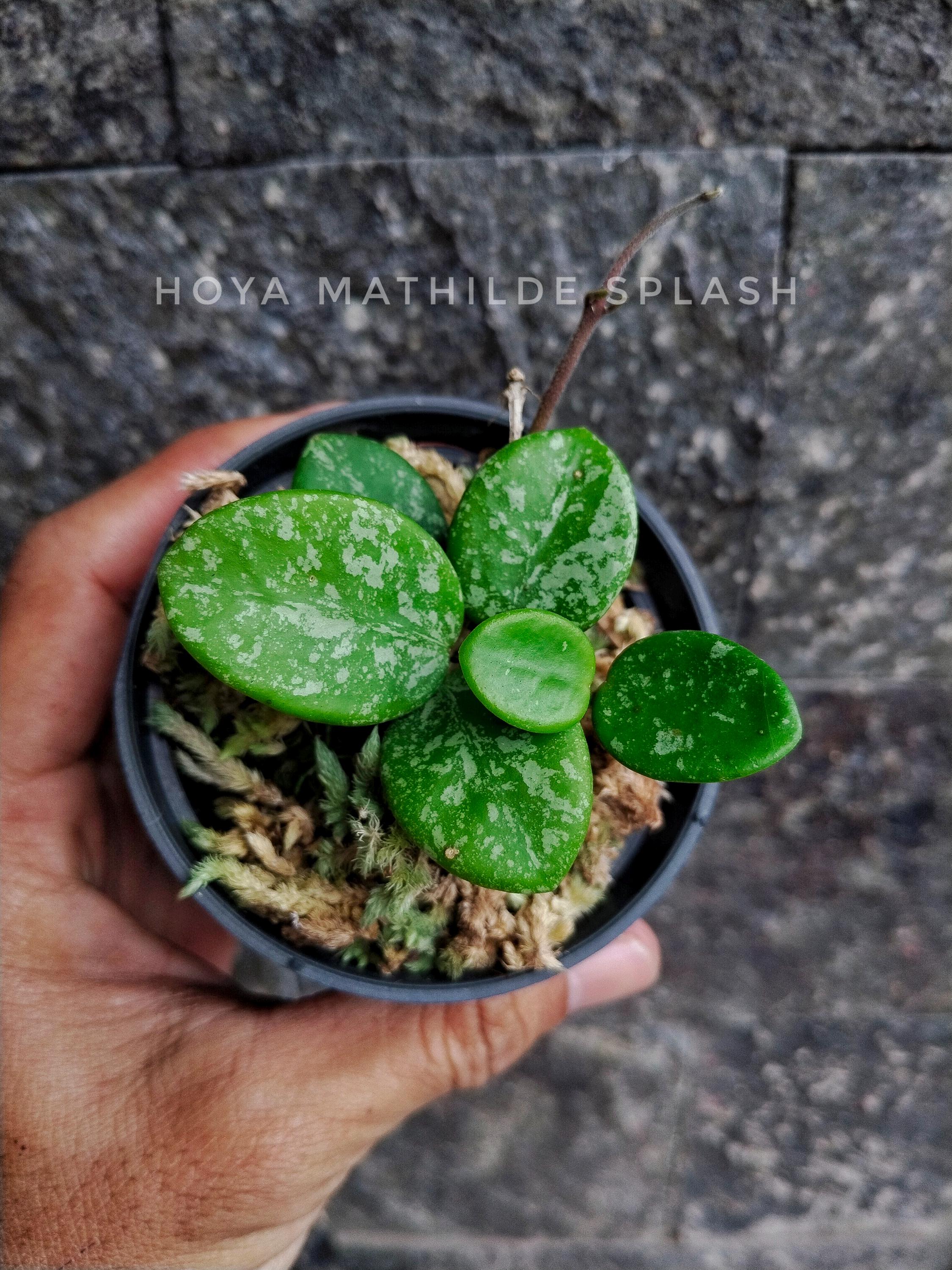 Hoya mathilde silver - Etsy 日本