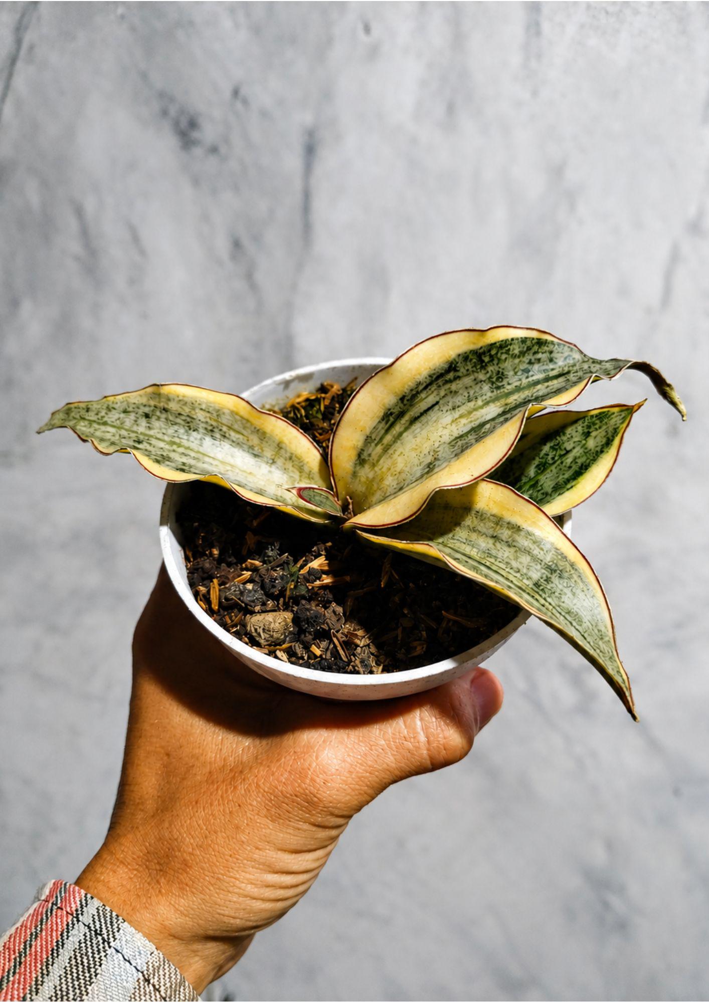 Hybrid sansevieria - Etsy 日本
