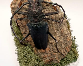 Mounted Psalidognathus friendi Stag Beetle in acrylic display - Real Insect Taxidermy entomology oddities