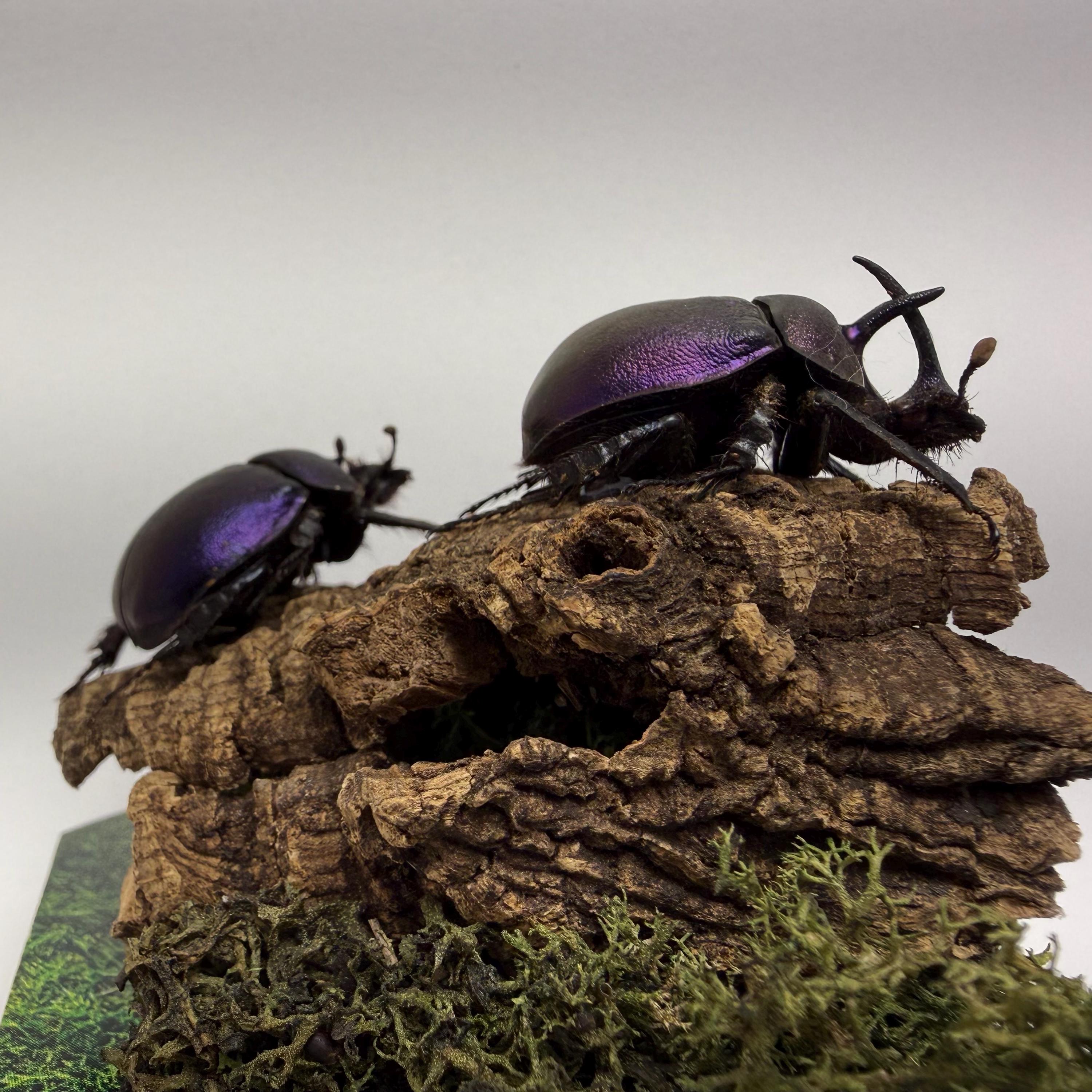 Real Dung Beetles - Etsy
