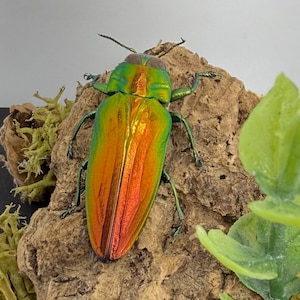 May include: A jewel beetle with a metallic, iridescent exoskeleton that shifts between vibrant green and fiery orange hues. The insect features a long, slender body with distinct wing covers, thin legs, and two antennae, resting on a textured surface.