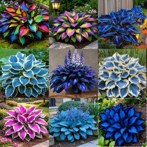 May include: A collage of nine hosta plants featuring diverse foliage colors including rainbow, purple, yellow, blue, and white variegated patterns. Each plant displays broad, heart-shaped leaves arranged in dense, symmetrical, circular mounds.