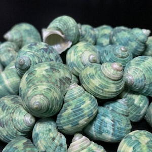 Puede incluir: Una colección de pequeñas conchas marinas en espiral con un patrón moteado de colores verde claro, verde oscuro y crema. Cada concha tiene una forma cónica con un ápice puntiagudo y una superficie exterior lisa y redondeada con líneas.