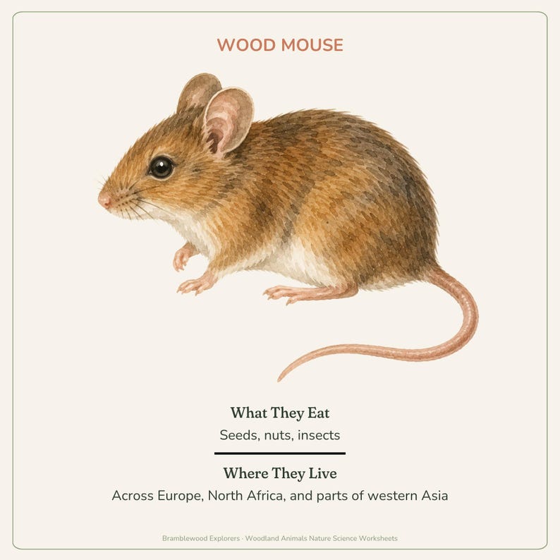 May include: A watercolor illustration of a wood mouse with brown fur and a cream-colored belly. The text reads: WOOD MOUSE, What They Eat, Seeds, nuts, insects, Where They Live, Across Europe, North Africa, and parts of western Asia, Bramblewood Explorers.