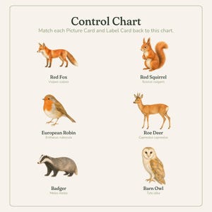 K&ouml;nnte beinhalten: Ein p&auml;dagogisches Control Chart Poster mit sechs Tierillustrationen und deren Namen sowie wissenschaftlichen Bezeichnungen: Rotfuchs, Eichh&ouml;rnchen, Rotkehlchen, Reh, Dachs und Schleiereule. Der Text lautet: Control Chart. Match each Picture Card and Label Card back to this chart.