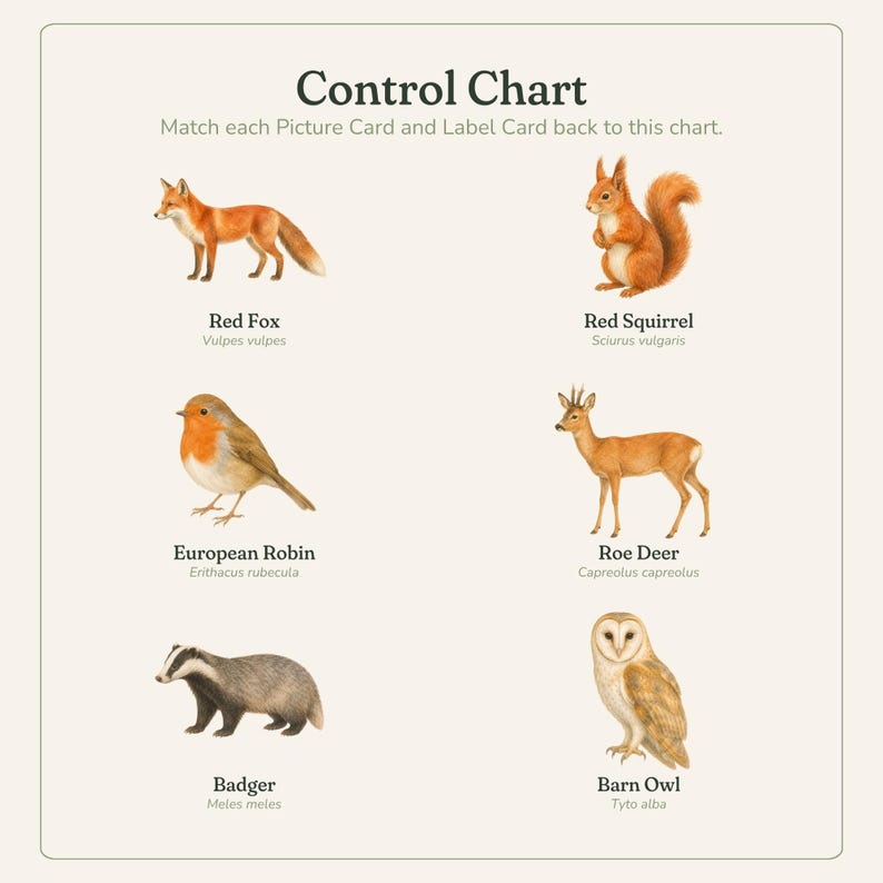 K&ouml;nnte beinhalten: Ein p&auml;dagogisches Control Chart Poster mit sechs Tierillustrationen und deren Namen sowie wissenschaftlichen Bezeichnungen: Rotfuchs, Eichh&ouml;rnchen, Rotkehlchen, Reh, Dachs und Schleiereule. Der Text lautet: Control Chart. Match each Picture Card and Label Card back to this chart.