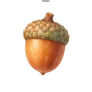 May include: A watercolor illustration of an acorn with a textured green cap and a smooth brown nut. The text reads: Acorn &mdash; Fill It In. Flatten small balls of dough and press them inside the shape. Bramblewood Little Learners &middot; Woodland Playdough Mats &middot; 3