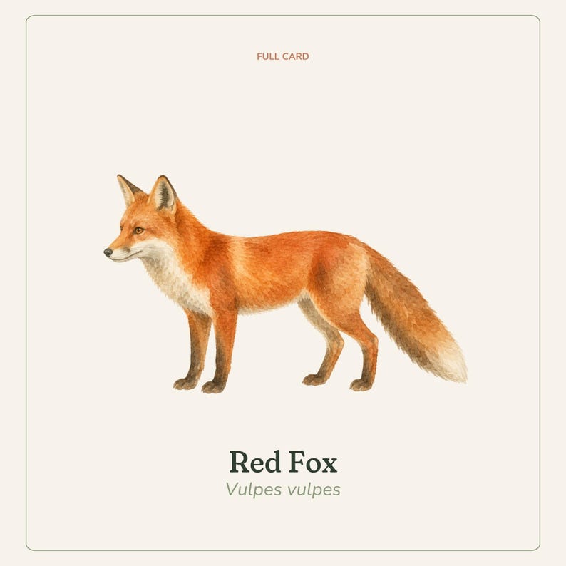 K&ouml;nnte beinhalten: Eine rechteckige Karte mit einer Aquarellillustration eines Rotfuchses im Profil. Der Text oben lautet FULL CARD, und der Text unten lautet Red Fox Vulpes vulpes in einer dunklen Serifenschrift auf einem cremefarbenen Hintergrund.