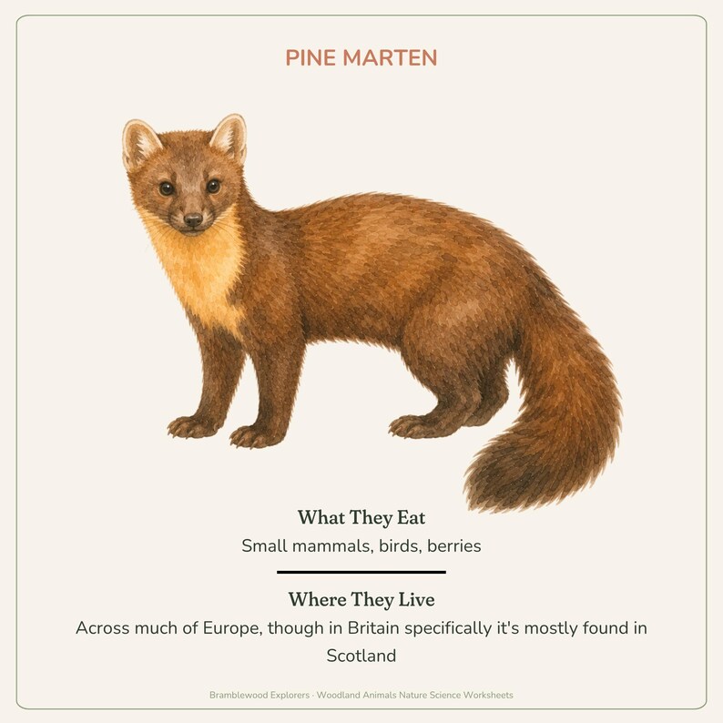 May include: A scientific illustration of a pine marten with brown fur and a cream-colored throat patch. The text reads PINE MARTEN, What They Eat: Small mammals, birds, berries, and Where They Live: Across much of Europe, though in Britain specifically it's mostly found in Scotland. Bramblewood Explorers - Woodland Animals Nature Science Worksheets.