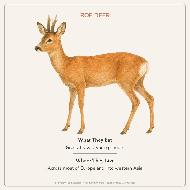 May include: A scientific illustration of a roe deer with brown fur and small antlers. Text reads: ROE DEER, What They Eat, Grass, leaves, young shoots, Where They Live, Across most of Europe and into western Asia, Bramblewood Explorers - Woodland Animals Nature Science Worksheets.