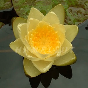 Arte imprimible de flor de loto, descarga instantánea