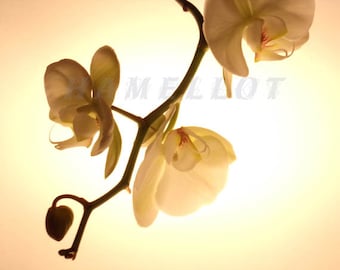 Orchid Flowers Printable Art Instant Download