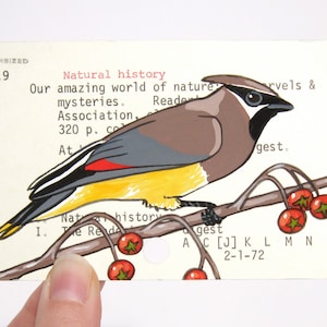 Cedar Waxwing on Library Card - Print of painting of cedar waxwing on library card catalog card for the book Our Amazing World of Nature