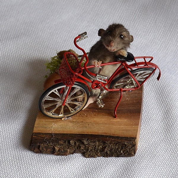 Taxidermy rat with red bicycle.