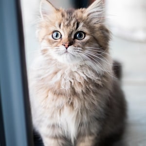 Könnte beinhalten: Ein flauschiges, langhaariges Kätzchen mit braun-beigem getigertem Fell, ausgeprägten Ohrbüscheln, langen weißen Schnurrhaaren und großen, ausdrucksstarken hellen Augen. Das Fell ist dicht und weist dunklere braune Zeichnungen im Gesicht auf.