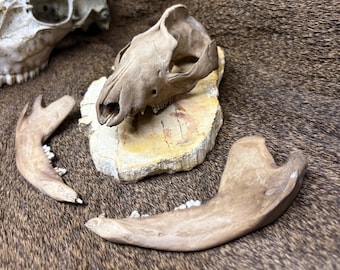 Nature Found Virginia Opossum Skull and Matching Jaw Bones | Cleaned & Degreased | Real Bone Specimen | Curiosity Cabinet | Natural History