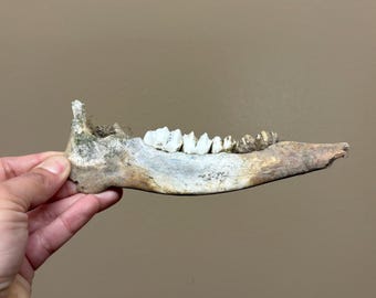 Authentic Deer Jaw Bone | Real Forest Found Bone | Oddities Decor | Vulture Culture | Nature Curio | Rustic Woodland Display
