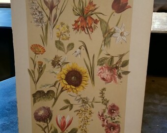 Antique 1900's Garden Flower Book Plate Lithograph Print