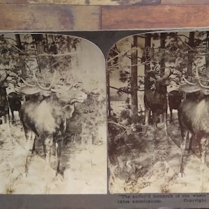 Antique 1905 International Stereograph Company Moose Stereoview