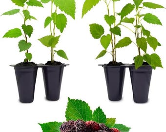 Moreras enanas de producción continua – Árboles frutales orgánicos de bayas dulces (paquete de 4)