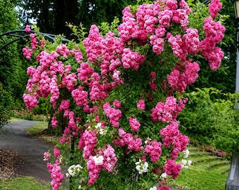 Super Dorothy Rambling Rose – Pink Repeat Blooming Climbing Garden Flower