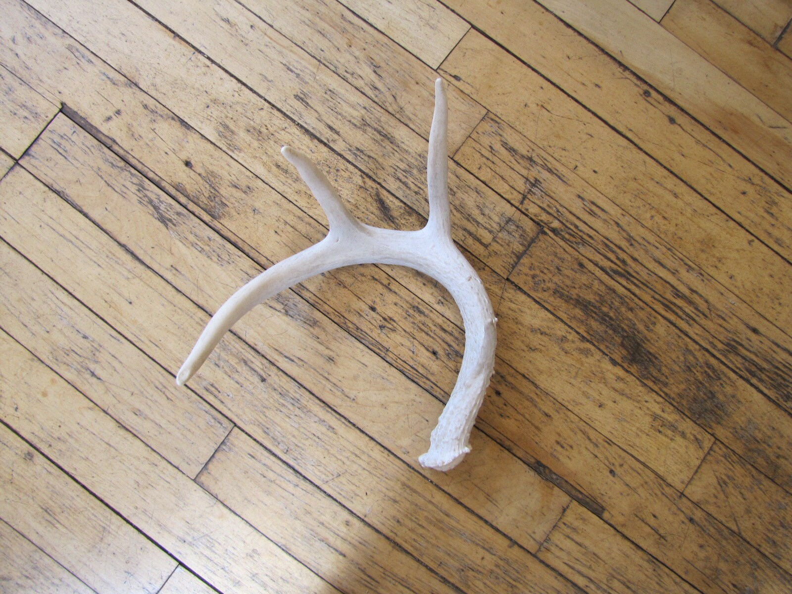 Vintage 4 Point Single White Tailed Deer Antler Antlers Deer Etsy