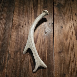 Tirador de asta para puerta, 10.25" de asta de ciervo auténtica de 3 puntas, ideal para puertas de granero, cabañas, armarios de armas, cuevas de hombres, cobertizos de trabajo, casas en los árboles y decoración de cabañas #H1