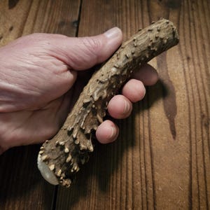 May include: A brown antler section with a textured surface and small protrusions. The antler is held in a hand, highlighting its natural form and colour variations. The background is a wooden surface.