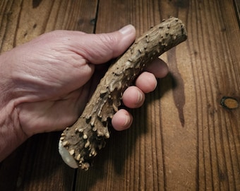 Hjorthorn av äkta mula för stenknivhandtag, primitivt verktyg, färskt hjortben, balk, tuggben för hundar, kronborre, dörrhandtag, tribalt hantverk #A